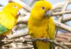 Wildlife Wednesday: Golden Parakeet