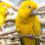 Wildlife Wednesday: Golden Parakeet