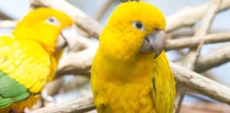 Wildlife Wednesday: Golden Parakeet