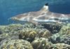 Wildlife Wednesday: Blacktip Reef Shark