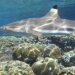 Wildlife Wednesday: Blacktip Reef Shark