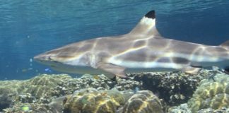 Wildlife Wednesday: Blacktip Reef Shark