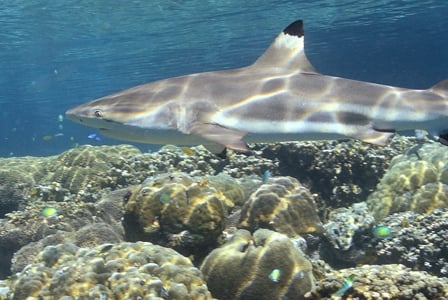 Wildlife Wednesday: Blacktip Reef Shark
