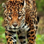 Wildlife Wednesday: Jaguar