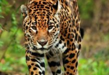 Wildlife Wednesday: Jaguar