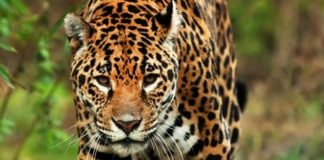 Wildlife Wednesday: Jaguar