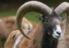Wildlife Wednesday: Mouflon
