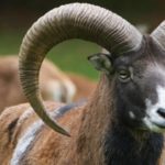 Wildlife Wednesday: Mouflon