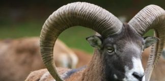 Wildlife Wednesday: Mouflon