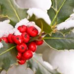 Wildlife Wednesday: Holly
