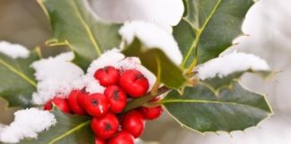 Wildlife Wednesday: Holly