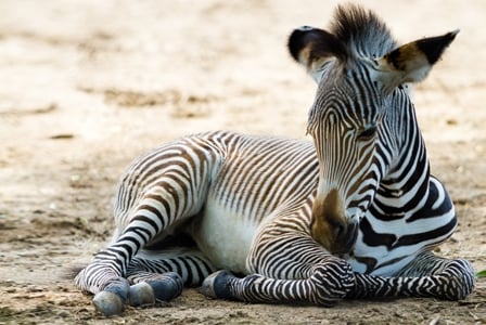 Wildlife Wednesday: Grevy\'s Zebras
