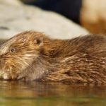 Wildlife Wednesday: Eurasian Beavers