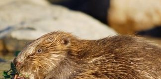 Wildlife Wednesday: Eurasian Beavers