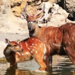 Wildlife Wednesday: Bongo