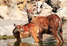 Wildlife Wednesday: Bongo