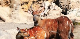 Wildlife Wednesday: Bongo