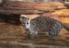 Wildlife Wednesday: Fishing Cat