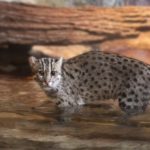 Wildlife Wednesday: Fishing Cat