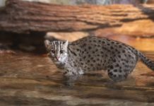 Wildlife Wednesday: Fishing Cat