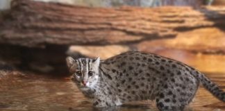 Wildlife Wednesday: Fishing Cat