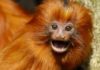 Wildlife Wednesday: Golden Lion Tamarin
