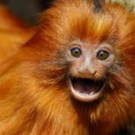 Wildlife Wednesday: Golden Lion Tamarin