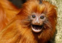 Wildlife Wednesday: Golden Lion Tamarin