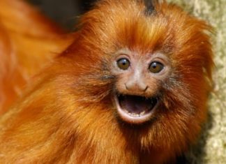 Wildlife Wednesday: Golden Lion Tamarin
