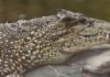 Wildlife Wednesday: Cuban Crocodile