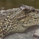 Wildlife Wednesday: Cuban Crocodile