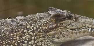 Wildlife Wednesday: Cuban Crocodile