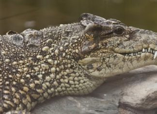 Wildlife Wednesday: Cuban Crocodile