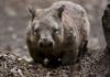 Wildlife Wednesday: Northern Hairy-Nosed Wombat