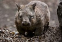 Wildlife Wednesday: Northern Hairy-Nosed Wombat