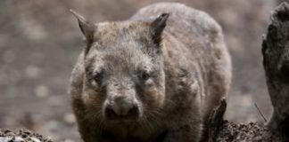Wildlife Wednesday: Northern Hairy-Nosed Wombat
