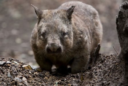 Wildlife Wednesday: Northern Hairy-Nosed Wombat
