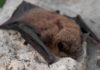 Wildlife Wednesday: Little Brown Bat