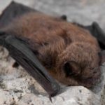 Wildlife Wednesday: Little Brown Bat