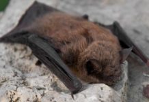 Wildlife Wednesday: Little Brown Bat