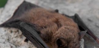 Wildlife Wednesday: Little Brown Bat