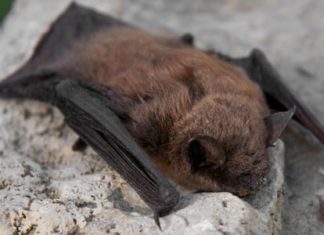 Wildlife Wednesday: Little Brown Bat