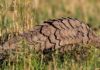 Wildlife Wednesday: Giant Pangolin