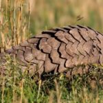 Wildlife Wednesday: Giant Pangolin