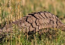 Wildlife Wednesday: Giant Pangolin