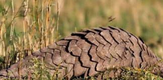 Wildlife Wednesday: Giant Pangolin