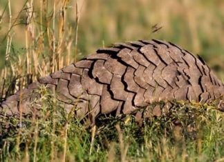 Wildlife Wednesday: Giant Pangolin