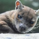 Wildlife Wednesday: Fossa