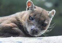 Wildlife Wednesday: Fossa