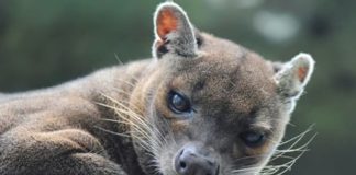 Wildlife Wednesday: Fossa